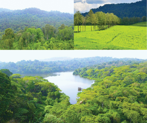 Pictures of the flora of the study area around Gibe III hydroelectric power dam on River Omo.