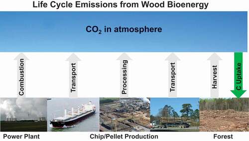 Figure 1. Life cycle emissions from wood bioenergy. Every stage of the supply chain adds carbon dioxide to the atmosphere, from cutting the trees through transport, processing the wood into chips or pellets, transporting them to a power plant, and combustion. Carbon dioxide is removed only later, and only if, the harvested land regrows. Photo credits, left to right: Power Plant, courtesy of Paul Glazzard, Creative Commons Attribution-ShareAlike 2.0 license. Transport: Handymax bulk carrier, courtesy of Nsandel/Wikimedia/Public Domain. Pellet mill, Truck Transport, and Forest images all courtesy of Dogwood Alliance, used with permission.