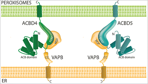 Figure 4 . Model of ACBD4/ACBD5-VAPB interaction. ACBD4 and ACBD5 are both C-tail anchored peroxisomal membrane proteins with functional domains in the cytoplasm which can interact with the MSP domain of ER-resident VAPB via a FFAT-like motif. ACB = acyl-CoA binding, FFAT = 2 phenyalanines in an acidic tract, MSP = major sperm protein binding domain.