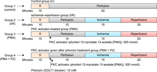 Figure 1 Schematic representation of I/R injury and PKC-mediated preconditioning protocol.