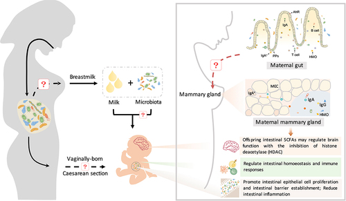 Figure 4. The maternal microbiota regulates neonatal immunity and brain development. Beneficial microbes inherited from breast milk contribute to the establishment of the immune system in neonates. Beneficial microbes from breast milk promote the production of immunoglobulins (IgA and IgG) and regulate intestinal homeostasis and immune responses (CD4+ T cells and monocytes) through the aryl hydrocarbon receptor (AhR). IgA+ plasma cells are recruited from maternal intestinal Peyer’s patches (PPs) and then translocate through the circulatory system to the mammary gland and secrete IgA. Furthermore, maternal intestinal Ig-coated bacteria can directly translocate to the mammary gland and then be enriched in maternal milk. Immunoglobulins in milk promote the differentiation of neonatal intestinal epithelial cells and the establishment of intestinal barrier function, reducing intestinal inflammation. During this process, immunoglobulins cooperate with gut microbes to regulate innate and adaptive immunity in neonates. In addition, maternal prebiotic intake increases the concentrations of offspring intestinal SCFAs, which may cross the blood – brain barrier and modulate brain function by inhibiting histone deacetylases (HDACs).