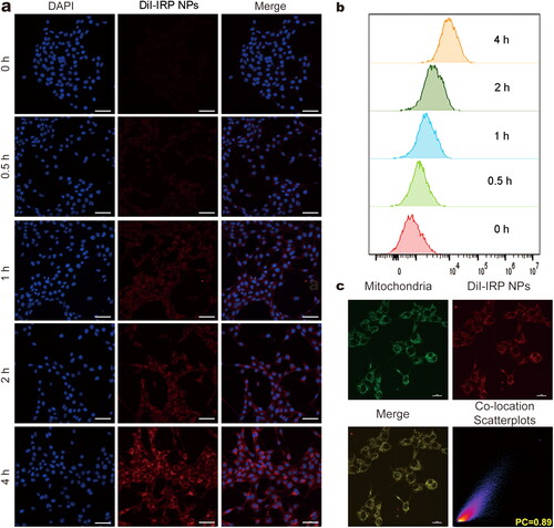 Figure 2. Cellular uptake behaviors and subcellular accumulation of IRP NPs. (a) Cellular uptake of IRP NPs observed using CLSM (scale bar: 50 µm). (b) Cellular uptake of DiI-labeled IRP NPs by flow cytometry analysis. (c) Mitochondrial location of DiI-labeled IRP NPs as monitored by MitoTracker (scale bar: 20 µm).