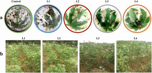 Figure 7. Resistance evaluation of transgenic cotton lines (cp4-EPSPS). (a) Insect mortality assay on detached leaves of representative cotton lines. (b) Glyphosate spray assay conducted in field to determine the herbicide resistance status of transgenic cotton plants