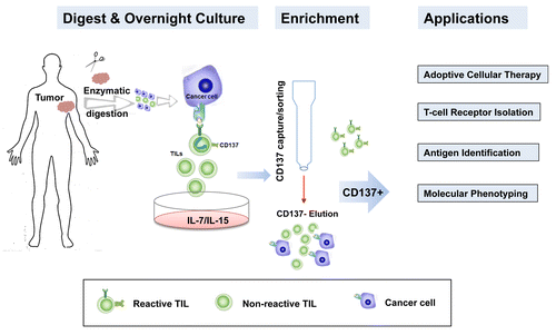 Figure 1. Isolation of CD137+ T cells from clinical tumor specimens. CD137 is selectively expressed on tumor-infiltrating lymphocytes (TILs) that have been activated upon encounter with tumor-associated antigens (TAAs). Upon the enzymatic dissociation of tumor samples, the expression of CD137 among TILs can be increased by overnight exposure to interleukin (IL)-7 and IL-15. Strategies that allow for the enrichment of CD137+ TILs represents the next step toward the improvement of adoptive CD137+ T-cell transfer and downstream translational investigations, including the sequencing of T-cell receptor (TCR)-coding genes, the identification of novel TAAs and the molecular phenotyping of specific TIL subsets.