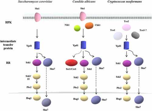 Figure 3. The two-component systems and the downstream pathways in different fungi. The two-component system in most eukaryotes is a multistep phosphate transduction model. The structure and conduction pathway of the two-component system are different in various fungi. For example, S. cerevisiae expresses only one HPK, C. albicans contains 3 HPKs, and C. neoformans has 7 HPKs. The phosphorylation level of HPK affects the phosphorylation rate of RR. Multiple HPKs may regulate one RR, while one HPK may also regulate multiple RRs