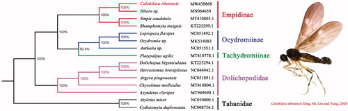 Figure 1. Bayesian phylogenetic tree based on 13PCGs of 15 Diptera species including Calohilara tibetensis. Genbank accession numbers of all sequence used in the phylogenetic tree have been included in the figure and corresponding to the names of all species. Red words indicated new sequenced data in this study.