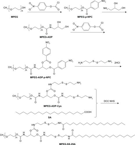Figure 1 Synthesis scheme of MPEG-SS-2SA.Abbreviations: ADP, 3-amino-1,2-propanediol; DCC, dicyclohexylcarbodiimide; MPEG, poly (ethylene glycol) monomethyl ether; NHS, N-hydroxysuccinimide; p-NPC, p-nitrophenyl chloroformate; SA, stearic acid.