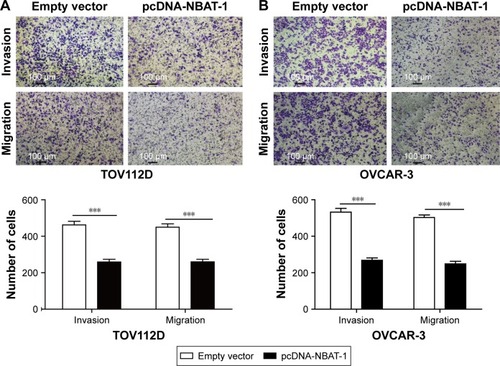 Figure 3 Overexpressed NBAT-1 in (A) TOV112D and (B) OVCAR-3 cells significantly reduced their invasion and metastasis capacities determined by Transwell assays.