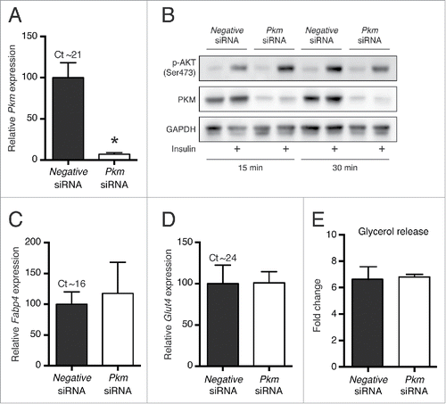 Figure 3. Effect of reverse siRNA transfection on brown adipocyte function. Mature WT-1 adipocytes reverse transfected with Pkm siRNA or universal negative siRNA at day 6 of adipocyte differentiation and harvested 4 d later. Relative mRNA expression levels (measured by RT-qPCR) of (A) Pkm, (C) Fabp4, and (D) Glut4 were determined by normalization to expression levels of Tbp. Data represent mean of means +SEM (n = 3). *, p < 0.05 vs. universal negative siRNA. (B) Immunoblotting analyses of Ser473-phosphorylated AKT (p-AKT) and PKM following stimulation with 5 μg/ml insulin for 15 or 30 min. GAPDH was used as a loading control (n = 2). (E) Cell culture medium glycerol content from reverse transfected cells stimulated with 1 μM isoproterenol for 6 h, depicted as fold increase compared to non-stimulated cells. Data represent mean of means +SEM (n = 3).