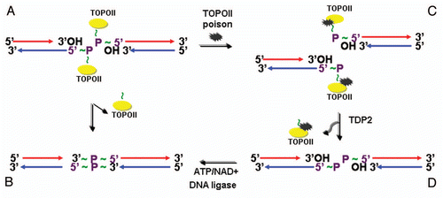Figure 4 Model of error-free DNA repair function of EAPII: Transit DNA break (cleavable complex) is re-ligated and DNA topological entanglement is resolved (A→B); Stabilizing the transit cleavable complex by TopoII poison results in enzyme-mediated double strand breaks (A→C); TDP2 removes TopoII from protein-DNA adducts and leaves a free phosphate at 5′ of DNA, which is ready for ligation (C→D) and double strand DNA break is repaired (D→B). The solid yellow ovals represent topoisomerase II , and “∼” indicates ester bond. Phosphodiester bond links nucleotide of DNA.