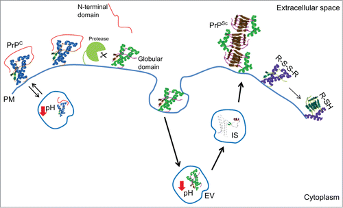Figure 2. Cartoon of the major structural determinants and environmental key factors in prion protein folding and stability. Abbreviations correspond to: cellular prion protein (PrPC); prion (PrPSc); highly enthalpically stable intermediate state (IS); plasma membrane (PM); endosomial vesicles (EV); disulfide bridge (R-S-S-R); free thiol (R-SH).