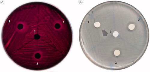 Figure 6. Antibacterial effects of membranes (membrane 0, 1, 2, 3) on E. coli (A) & S. aureus (B).