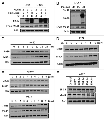 Figure 2. Sin3B stabilizes endogenous Mad4 protein. (A) The same samples used in Figure 1B were assessed for endogenous Mad4 expression. (B) SF767 cells were transfected with 4 µg of empty plasmid vector or plasmids carrying human Sin3A and Sin3B. After 48 h, cells were assessed by immunoblotting as indicated. (C) H460 cells were radiated with 5 Gy and harvested at the times indicated. The expression levels of Sin3B and Mad4 over time were examined by immunoblotting. (D) Expression of Sin3B and Mad4 expression after irradiation of A172 cells with 5 Gy (C, control). (E) SF767 or U373 cells in 60-mm dishes were irradiated twice with 5 Gy each treatment over 2 d and subsequently harvested every 24 h. The expression levels of different proteins were measured as indicated (C, control). (F) Expression of Sin3B and Mad4 expression in A172 cells treated with temozolomide at increasing concentration for 43 h.