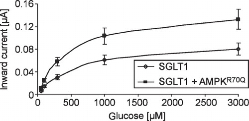 Figure 3.  AMPK enhanced the maximal current without appreciably affecting affinity. Arithmetic means ± SEM (n = 16–22) of Ig as a function of glucose concentration in Xenopus oocytes expressing SGLT1 without (open diamonds) and with (closed squares) constitutively-active γR70QAMPK (AMPKα1 + AMPKβ1 + γR70QAMPKγ1). The difference from the absence of γR70QAMPK is significant p < 0.05 at every glucose concentration applied.