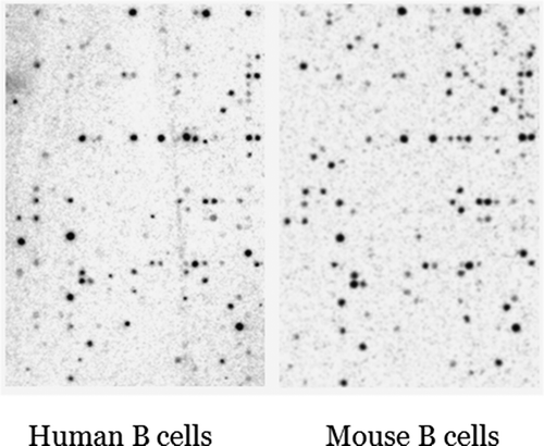Figure 1. Comparison of phosphorylation patterns on peptide array by lysates made from B cells from humans (left) and mice (right) One can observe that phosphorylation patterns are highly similar between the two species, thus phosphorylation of kinase substrates appears cell-type restricted and not species-restricted. Apparently the divergence in kinase primary sequence between the two species is not reflected in differences in substrate phosphorylation if a similar cell type is used. Another image from the same experiment showing the same phenomenon can also be found in [Citation6].