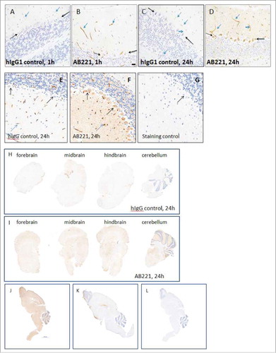 Figure 1. Brain uptake and distribution of anti-TfR1 antibodies. (A-I) Representative images of IHC study of anti-TfR, AB221 and hIgG control antibody. Positive IHC staining of endothelial cells/vasculature (blue arrows), Purkinje cells (black arrows) in coronal sections of mice cerebellum 1 or 24 hours (B,D) after intravenous injection of 20 mg/kg AB221 was observed by staining of brain sections with donkey anti-human IgG. Same staining pattern of antibody distribution with another staining protocol using rabbit anti-human detection is also shown (F). Positive IHC staining of endothelial cells/vasculature (F, blue arrows), in coronal sections of mice cerebellum 1 or 24 hours after intravenous injection of 20 mg/kg IgG control was observed by staining of brain sections with donkey anti-human IgG (A and C) or staining with rabbit anti- human antibody (E). Location of Purkinje cells, which shows negative staining, in IgG control is also indicated by black arrows (A and C). Rabbit anti-hamster was used as staining control (G). Representative images of coronal section of forebrain, midbrain, hindbrain and cerebellum regions show enhanced overall brain uptake of AB221 (I) compared with hIgG (H) using rabbit anti-human staining. (J-L) Representative images of IHC staining of sagittal section of whole brain with rabbit anti-human detection after an intravenous injection with either anti-TfR AB405 (J) or hIgG control antibody (K) at 20 mg/kg after 24 hours are shown. IHC staining of brain section with rabbit anti-hamster control indicates no non-specific staining (L). Scale bar equals 2000 μm.