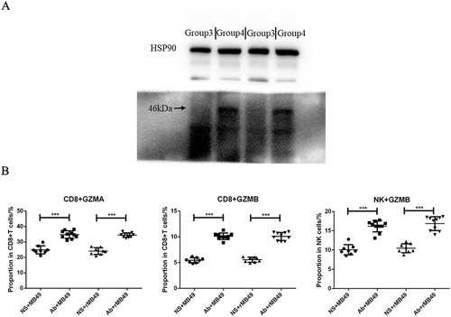Figure 3 Anlotinib induces the release of pyroptosis protein and inflammatory factors. (A) Expression of GSDMB protein; (B) detection of pyroptosis related cytokines. (***P<0.001).