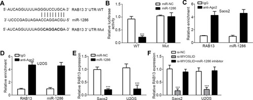 Figure 4 miR-1286 directly targeted RAB13. (A) Interaction prediction between miR-1286 and RAB13 by TargetScan. (B) Luciferase reporter assay in U2OS cells by transfection with miR-1286 mimics and RAB13 reporters. (C, D) RIP assay showed that miR-1286 and RAB13 were co-precipitated by anti-Ago2. (E) Relative expression of RAB13 after miR-1286 mimic transfection. (F) Relative expression of RAB13 after si-MYOSLID and miR-1286 mimic transfection. ***P<0.001.