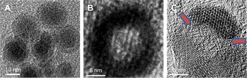 Figure 1 Morphology of magnetite nanoparticles.Notes: TEM images of (A) Fe/Fe3O4 seed, (B) high-resolution HMNP, and (C) high-resolution PHMNPs. Arrows indicate the pores formed on the Fe3O4 shell of PHMNPs.Abbreviations: HMNPs, hollow magnetite nanoparticles; PHMNPs, porous hollow magnetite nanoparticles; TEM, transmission electron microscopy.