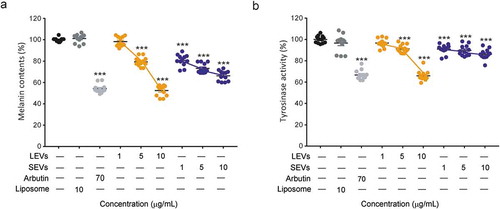 Figure 3. Melanin content and tyrosinase activity of B16BL6 murine melanoma cells.