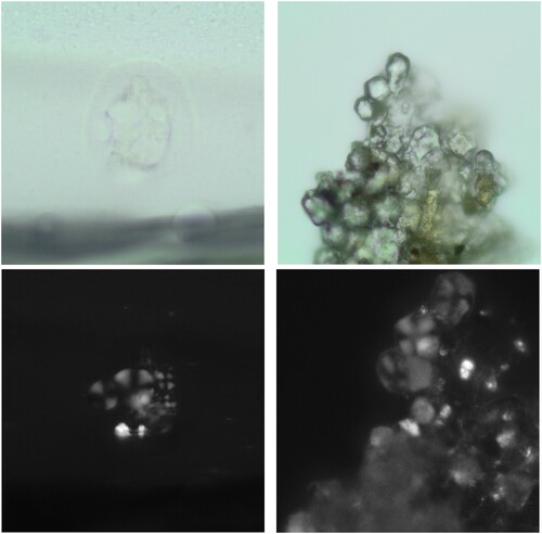 Figure 8. Starch grain clusters recovered at Chichen Itza: (left) Capsicum sp.; (right) Zea mays.