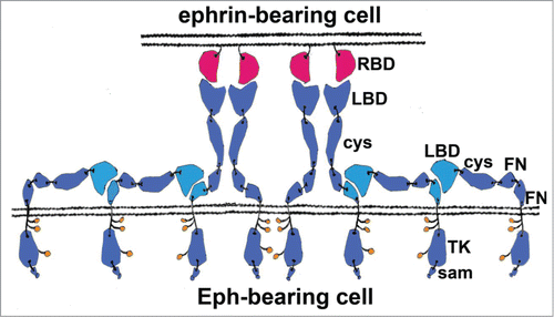 Figure 1. Schematic representation of an Eph/ephrin signaling assembly formed between 2 interacting cells. There are several types of protein-protein interactions stabilizing these assemblies: (i) hetero-dimerization and hetero-tetramerization interactions involving the Eph LBDs and the ephrin ectodomains; (ii) “clustering” Eph-Eph interactions involving the Eph Cys-rich regions; and iii) Eph-Eph LBD-FNIII interactions that are likely important for receptor pre-clustering (prior to contact with ligand) and for subsequent ligand-independent recruitment of unliganded Ephs to the signaling Eph/ephrin assemblies. Eph pre-clustering ensures a fast and efficient activation once ligands come within a contact distance. The ligand-independent recruitment of Ephs to Eph/ephrin assemblies modulates the Eph signal by allowing the size of the receptor clusters to exceed the size of the juxtaposed ephrin clusters, as well as by allowing recruitment of different receptor subtypes within the same signaling assemblies. The interacting FNIII and LBD regions are shown in cyan, other Eph domains are in blue; ephrins are shown in red. RBD, Receptor-Binding Domain; LBD, Ligand-Binding Domain; cys, Cysteine-Rich Domain (CDR); FN, Fibronectin type III Domain; TK, Tyrosine Kinase Domain; sam, Sterile Alpha Motive. Phosphorylated intracellular tyrosines are shown as small orange circles.