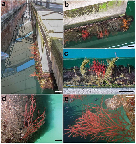 Figure 3. Leptogorgia sarmentosa along the floating dock. (a) The channel between the dock and the concrete platform, with L. sarmentosa colonies growing only on the dock’s side. (b,c) Colonies thriving at the water surface. (d,e) Underwater pictures of two colonies. Scale bars: a–c = 10 cm; d, e: 2 cm. (Pictures a and b courtesy of Francesco Enrichetti; pictures d and e courtesy of 5th Coast Guard Diving Team of Genoa).