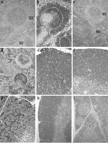 FIG. 5 Histological changes in the spleen and thymus in response to stressors. A, B: Spleen from a control rat from Experiment 2 (H&E and immunohistochemistry [IHC] for CD79a, 100X). C, D: Spleen from a treated Experiment 2 rat with decreased size and cellularity of the B-cell areas, including marginal zone (mz) (H&E and IHC for CD79a). E: Thymus from a treated Experiment 2 rat, showing increased numbers of macrophages containing apoptotic cell debris (H&E, 200X). F: Thymus from a control Experiment 2 rat, showing the normal density of apoptotic cells (IHC for cleaved caspase-3, 200X). G: Thymus from the same rat as in E, showing markedly increased positivity for cleaved caspase-3 (IHC for cleaved caspase-3, 200X). H: Thymus from a control Experiment 5 rat, showing the normal size and cellularity of cortex and medulla (H&E, 100X). I: Thymus from a treated Experiment 5 rat, showing marked thinning and depletion of lymphocytes in the cortical areas (H&E, 100X).