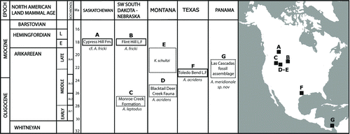 FIGURE 1 Location and biochronology of early Miocene bothriodotines discussed in this study. A, cf. Arretotherium fricki from the early Hemingfordian Cypress Hill Formation in Saskatchewan (Storer and Bryant, Citation1993); B, A. fricki Macdonald and Shultz, Citation1956, from the early Hemingfordian Upper Marsland Formation in Nebraska and also present in the Hemingfordian Flint Hill L. F. from South Dakota (Macdonald and Shultz, Citation1956; Macdonald and Martin, Citation1987); C, A. leptodus (= Ancodon leptodus) Matthew, Citation1909, from the early Arikareean Lower Rosebud beds, South Dakota (Scott, Citation1940; Macdonald, Citation1956; Macdonald, Citation1963; Tedford et al., Citation2004); D, A. acridens Douglass, Citation1901, from the early Arikarrean Blacktail Deer Creek Fauna., Montana (Hibbard and Keenmon, Citation1950); E, Kukusepasutanka Macdonald, Citation1956, from the late Arikareean deposits of Montana (Macdonald, Citation1956); F, Arretotherium acridens Douglass, Citation1901, from the early Miocene Toledo Bend L. F., Texas (Albright, Citation1999); G, A. meridionale, sp. nov., from the Las Cascadas fossil assemblage, Panama. Chronostratigraphy and biochronology modified from Albright et al. (Citation2008). Abbreviations: Ar, Arikareean Faunal Zone; E, early; L, late; L. F., Local Fauna.