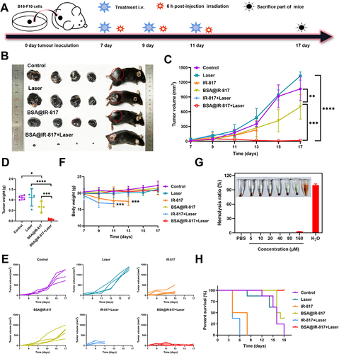 Figure 6 Photo-therapeutic efficacy evaluation of BSA@IR-817 in vivo. (A) Establishment of B16-F10 tumor-bearing mice model, administration, and laser irradiation to the mice. (B) Photos of mice bearing B16-F10 tumor and anatomic tumor on day 10 after various treatments as indicated. (C) The tumor growth in B16-F10 tumor-bearing mice treated by different formulations. (D) Tumor weight. (E) The tumor growth curves of each group. (F) Body weight changes of mice. (G) Blood safety evaluation of different concentrations of BSA@IR-817. (H) The survival curves of the tumor-bearing mice. Values represent the mean ± SD, *p <0.05, **p <0.01, ***p <0.001, ****p <0.0001.