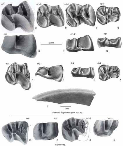 Figure 4. Lower cheek teeth Daxneria fragilis nov. gen. nov. sp. and Sayimys sp. (lower row) from Gözükızıllı-1, occlusal and labial views. Daxneria fragilis: a & e GOZ1a-219, b GOZ1b-247, c & f GOZ-1b-248, d & g GOZ1b-241, h & i GOZ1a-220, j & k GOZ1a-202, l lower incisor no number. Sayimys sp.: m & n GOZ1b-253, o & p GOZ1b-252