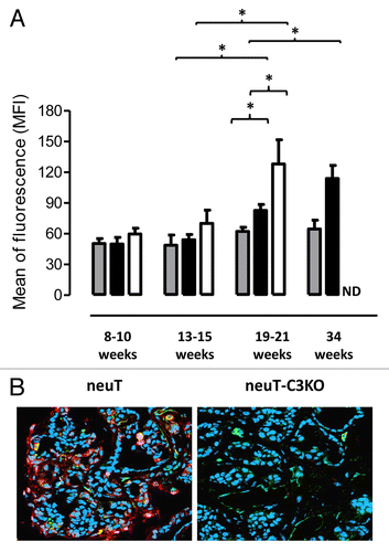 Figure 1. Increase in circulating spontaneous antitumor antibodies and C3 fragment deposition in mammary tumor lesions in neuT mice. (A) Titers of antibody recognizing TUBO cells in the sera of 8–10, 13–15, 19–21, and 34 week-old BALB/c (n = 6–10; gray bars), neuT (n = 6–11; black bars) and neuT-C3−/− (n = 6–12; white bars) mice. TUBO cells were incubated in the presence of diluted sera and antibodies binding to the TUBO cells were detected upon staining with fluorescent anti-IgM antibodies and flow cytometry. Results are expressed as MFI (mean ± SEM n = 4 independent experiments). *P = 0.03, 2-tailed Student t-test. (B) Confocal microscopy of frozen tumor sections labeled with anti-C3b/iC3b/C3c antibodies (red), anti-CD31 antibodies (green) and TO-PRO®-3 iodide (blue, recognizing nuclei). Original magnification, × 400. Images are representative of 10 neuT and neuT-C3−/− tumors analyzed.