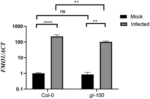 Figure 5. Function of GIGANTEA in activation of SA-independent defense genes after Noco2 infection. Graph showing transcripts accumulation of FMO1 gene which is involved in SA-independent defense pathway after 48 h of Noco2 infection in gi-100 as well as Col-0. Values are expressed as mean ± SD. The Y-axis represents the log10 (2−^^CT) of FMO1 transcription. Transcripts levels were normalized with the internal control gene, ACTIN1. Three biological replicates were used for the experiments. To test for significance among the dataset, a two-way analysis of variance (ANOVA) followed by Tukey’s multiple comparisons test was performed using GraphPad prism software at *p < .05. ** p < .01, *** p < .001.
