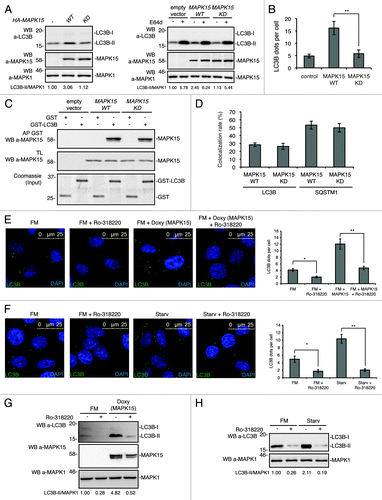 Figure 7. The catalytic activity of MAPK15 was required for its ability to control autophagy. (A) HeLa cells were transfected with control vector or HA-MAPK15_WT or HA-MAPK15_KD. Lysates were analyzed by WB, with indicated antibodies. LC3B was detected with anti-LC3B antibody (Nanotools). Right panel, steady-state autophagy. Left panel, autophagic flux. (B) The graph indicates the amount of LC3B dots per cell in HeLa cells transfected with MAPK15_WT or MAPK15_KD, quantified by Volocity software. Measures were obtained by analyzing at least 400 cells/sample from three different experiments (n = 3). Measures were subjected to one-way ANOVA test. Asterisks were attributed for the following significance value: **p < 0.01. (C) For affinity precipitation (AP), bacterially expressed GST-LC3B or GST alone, immobilized on glutathione-Sepharose Beads 4B were incubated with lysates of 293T cells transiently transfected with a control vector or with HA-MAPK15_WT or HA-MAPK15_KD, then analyzed by western blot. (D) Colocalization rate of LC3 and MAPK15 in HeLa cells stably expressing MAPK15_WT or MAPK15_KD was obtained by analyzing at least 400 cells/sample from three different experiments (n = 3). (E) HeLa T-Rex MAPK15 cells were treated with Doxy for 2 h, then Ro-318220 (1 μM) was added to culture medium for the following 6 h, where indicated. Cells were fixed and then permeabilized with 100 μg/ml digitonin. Cells were stained with anti-LC3B (MBL) antibody and revealed with AlexaFluor488-conjugated antibody. Nuclei were stained with DAPI. The LC3B-positive dots per cell were quantified using Volocity software (right panel). Measures were obtained by analyzing at least 400 cells/sample from three different experiments (n = 3). Measures were subjected to one-way ANOVA test. Asterisks were attributed for the following significance values: *p < 0.05, **p < 0.01. (F) HeLa cells were treated with Ro-318220 (1 μM) for 6 h and/or then starved for 1 h, where indicated. Cells were fixed and permeabilized with 100 μg/ml digitonin, then stained with anti-LC3B antibody (MBL) and revealed with AlexaFluor488-conjugated secondary antibody. Nuclei were stained with DAPI. The number of LC3B positive dots per cell was quantified using the Volocity software (right panel). Measures were obtained by analyzing at least 400 cells/sample from three different experiments (n = 3). Measures were subjected to one-way ANOVA test. Asterisks were attributed for the following significance values: *p < 0.05, **p < 0.01. At the concentration used, the Ro-318220 compound did not affect cell viability. (G) HeLa cells were treated as in (E). Lysates were analyzed by WB, with indicated antibodies. LC3B was detected with anti-LC3B antibody (Nanotools). (H) HeLa cells were treated as in (F). Lysates were analyzed by WB, with indicated antibodies. LC3B was detected with anti-LC3B antibody (Nanotools).