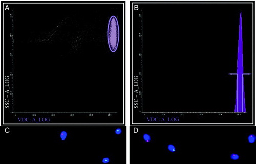 Figure 1.  Separating X and Y- bearing human sperm. When separating human sperm according to DNA content using Dyecycle™ Vybrant® Violet a strongly labeled sperm population was visible (A, elipse), but when samples were scanned according to fluorescence intensity only one peak was visible, showing no distinct subpopulations clearly definable by DNA content (B). If the extremes of this peak were gated (defined in B) sperm subpopulations could be obtained enriched in either Y (green spots) or X (red spots) bearing chromosomes, depending on whether the ascending (lower DNA content; C) or descending (higher DNA content; D) arm of the peak was selected, respectively. Panels C and D are representative FISH images, with DAPI (blue) used as a nuclear counterstain. Results with DRAQ5®were essentially identical (data not shown).