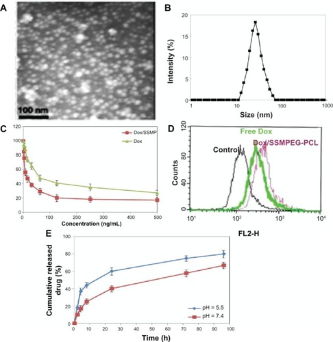 Figure 8 Characterization of Dox/SSMPEG-PCL micelles. (A) TEM image of Dox/SSMPEG-PCL micelles; (B) particle size distribution of Dox/SSMPEG-PCL micelles, determined by a laser diffraction size detector; (C) cytotoxicity of Dox/SSMPEG-PCL micelles or free Dox on CT26 cells; (D) cellular uptake of free Dox and Dox/MPEG-PCL micelles in C-26 cells: Dox-derived fluorescence intensity of C-26 cells after 6 hours of exposure to 50 ng/mL of Dox or Dox/SSMPEG-PCL micelle solution. (E) in vitro release profile of Dox/SSMPEG-PCL micelles at pH 5.5 or 7.4.Abbreviations: Dox/SSMPEG-PCL, doxorubicin-loaded star-shaped monomethoxy poly (ethylene glycol)-poly(å-caprolactone); SSMPEG-PCL, star-shaped MPEG-PCL; TEM, transmission electron microscopy; Dox, doxorubicin.