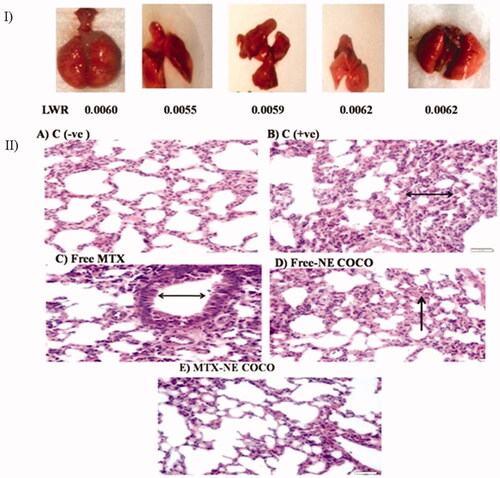 Figure 7. (I) photomicrographs of the resected lung for the tested mice and their lung weight ratio (LWR). (II) Light microscopy images of the lung tissues. (A) C (–ve) group represents the normal tissue of the lung’s mice. (B) C (+ve) group and (C) free MTX group display the abnormality thickness of the alveolar wall (black arrows). (D) The free-NE COCO group exhibits increased hemorrhage (black arrow). (E) MTX-NE COCO group showing the arranged structure of the alveolar wall. Images were magnified at ×40.