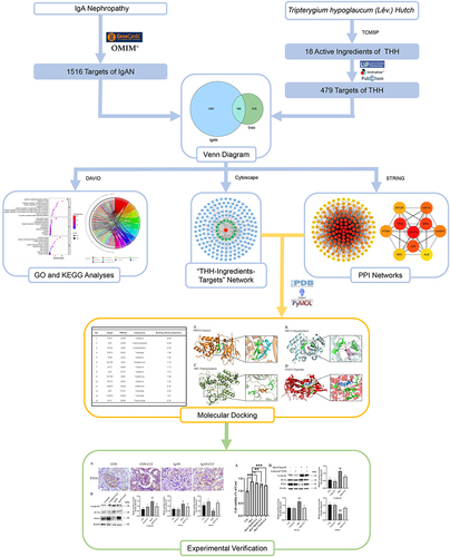 Figure 1 Network pharmacology, molecular docking, and experimental verification workflow for identifying Tripterygium hypoglaucum (Lév.) Hutch targets the treatment of IgA Nephropathy. *p < 0.05 vs control group, **p < 0.01 vs control group, ***p < 0.001 vs control group, #p < 0.05 vs IgAN OR aIgA group, ##p < 0.01 vs IgAN group, ns: p> 0.05 vs Control OR IgAN OR aIgA group.