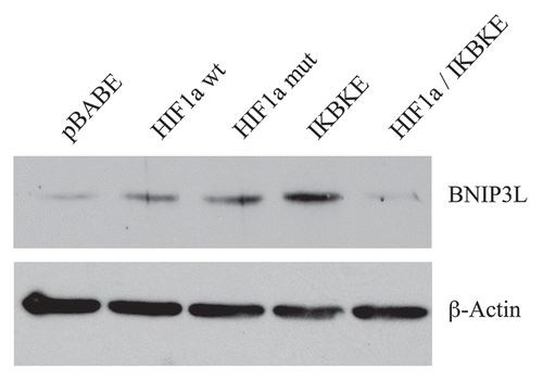 Figure 4 BNIP3L protein expression is strongly induced in HIF1a and IKBKE transfected fibroblasts. BNIP3L is a marker of mitochondrial autophagy, i.e., mitophagy, which is transcriptionally-induced by HIF1a activation. Note that expression of HIF1a (wild-type or mutationally-activated) or IKBKE induces BNIP3L expression. However, co-expression of activated HIF1a and IKBKE reverts this phenotype. Immunoblotting with beta-actin is shown as a control for equal loading.