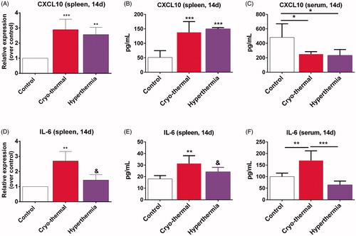 Figure 1. The mRNA and protein levels of CXCL10 and IL-6 in spleen and serum were determined by RT-PCR and ELISA on day 14 after cryo-thermal therapy. (A and B) (spleen) and (C) (serum). The mRNA and protein levels of CXCL10. (D and E) (spleen) and (F) (serum). The mRNA and protein levels of IL-6. Data were shown as mean ± SD. Data for bar graphs were calculated using one-way ANOVA. **p < .01 and ***p < .001 was considered to be statistically significant compared with the control group, &p < .05 was considered to be statistically significant compared with cryo-thermal group.