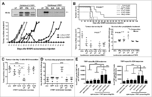 Figure 5. Prophylactic vaccination with IL12-p1-IiTrp1 enhances survival in a xenoantigen-free syngeneic B16F0 melanoma model. (A–E) C57Bl/6 mice (n = 5 mice/group) were vaccinated subcutaneously in the base of the tail with 1 × 107 lentiviral particles (as indicated) followed by B16F0 challenge 2-weeks later. (A) Top, IiTrp1 detection by immunoblot using an HA-specific antibody in 293T cells transduced with the indicated lentivectors. IiTrp1 expression levels are noticeably different (arrow). Below, tumor growth in mice vaccinated with the indicated lentivectors on top, followed by transfer of 5 × 105 B16F0 cells per mouse. (B) Top graph, Kaplan-Meier survival plot from (A) but including the indicated lentivector vaccination groups. The graphs below represent tumor size (left) on day 20, and time of death after B16F0 challenge (right). Lentivector vaccines are indicated below each graph. The arrow indicates a long-term protected mouse. C. Tumor size in mice vaccinated with the indicated lentivectors on day 13 after inoculation with B16F0 cells (2 × 106 cells per mouse). (D) Same as in C, but representing the time of death after B16F0 challenge. (E) Quantification of the percentage of TRP1-specific CD4+ and CD8+ T cells in splenocytes from mice vaccinated with the indicated lentivectors. The graphs represent IFNγ-expressing T cells, incubated overnight with dendritic cells (DCs) co-expressing GFP-IiTrp1. Data are presented as the mean ± S.D. CD8+ and CD4+ T-cell responses are represented in the left and right graphs, respectively. Unv, unvaccinated mice; Ab, antibody. Tumor sizes and survival were compared with the non-parametric Kruskal-Wallis test; experiment performed in triplicate with similar results achieved. Expansion of CD4+ and CD8+ T-cell responses between vaccinated groups were analysed by one-way ANOVA; * P < 0.05, ** P < 0.01, *** P < 0.001.