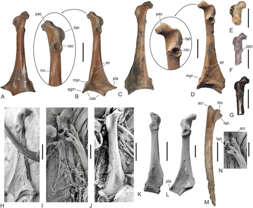 FIGURE 3. Coracoids and scapulae of stem group Galliformes from the Paleogene of Europe, Asia, and North America. A, B, Waltonortyx bumbanipodiides, gen. et sp. nov. from Walton-on-the-Naze, right coracoid (holotype, NMS.Z.2021.40.175) in ventral (A) and dorsal (B) view; the arrow denotes a detail of the extremitas omalis. C, D, undetermined galliform from Walton-on-the-Naze (NMS.Z.2021.40.176), right coracoid in ventral (C) and dorsal (D) view; the arrow denotes a detail of the extremitas omalis. E, Bumbanipodius magnus from the lower Eocene of Mongolia (PIN 3104/195), omal extremity of left coracoid in dorsal view. F, Bumbanortyx transitoria from the lower Eocene of Mongolia (holotype, PIN 3104/265), omal extremity of left coracoid in dorsal view. G, Quercymegapodius brodkorbi (Quercymegapodiidae) from the lower Eocene of France (UM BFI 1849), omal extremity of left coracoid in dorsal view. H, Gallinuloides wyomingensis (Gallinuloididae) from the lower Eocene Green River Formation (WDC CGR−012), left coracoid in dorsal view. I, Paraortygoides messelensis (Gallinuloididae) from the latest early or earliest middle Eocene of Messel (holotype, SMF-ME 1303a), left coracoid in dorsal view; the specimen was coated with ammonium chloride. J, P. messelensis (SMF-ME 11112a), right coracoid in ventral view; the specimen was coated with ammonium chloride. K, cf. Argillipes aurorum from the lower Eocene of Egem in Belgium (IRSNB Av 167), right coracoid in dorsal view; the specimen was coated with ammonium chloride. L, Paraortyx brancoi (Paraortygidae) from the lower Oligocene of Belgium (IRSNB Av 116a), left coracoid in dorsal view; the specimen was coated with ammonium chloride. M, undetermined galliform from Walton-on-the-Naze (NMS.Z.2021.40.176), right scapula in lateral view. N, P. messelensis (holotype, SMF-ME 1303a), cranial extremity of left scapula in lateral view; the specimen was coated with ammonium chloride. Abbreviations: acr, acromion; agm, angulus medialis; cas, crista articularis sternalis; csc, cotyla scapularis; fah, facies articularis humeralis; inc, incisura nervi supracoracoidei; mpr, medial projection; pac, processus acrocoracoideus; pla, processus lateralis; ppc, processus procoracoideus; str, muscle striae; tbc, tuberculum coracoideum. The scale bars equal 5 mm.