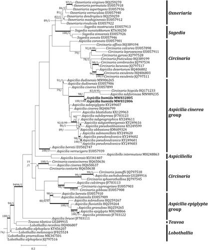 Figure 2. Phylogenetic relationship among available species in the genus Aspicilia based on a maximum likelihood analysis of the dataset of ITS sequences. The tree was rooted with six Lobothallia and Teuvoa sequences. Maximum likelihood bootstrap values ≥ 70% and posterior probabilities ≥ 95% are shown above internal branches. Branches with bootstrap values ≥ 90% are shown in bold. The new species Aspicilia humida is presented in bold, and all species names are followed by the Genbank accession numbers. Reference Table 1 provides the species related to the specific GenBank accession numbers and voucher information.