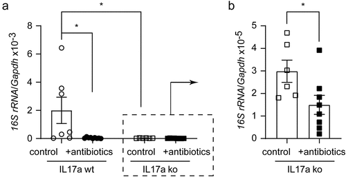 Figure 3. Depletion of gut bacteria reduces bacterial DNA in the brains of both Il-17a-deficient and wild-type APP-transgenic mice.