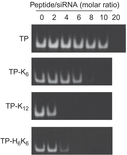 Figure 2.  Formation of complexes between TP-CP conjugates and siRNA. Various amounts of TP-CP conjugates and a constant amount of fluorescein-labeled siRNA were mixed in phosphate buffer ( 10 mm, pH 7.2). Migration of siRNA was analyzed by 20% PAGE and fluorescence images of gels were shown.