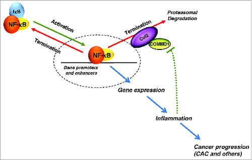 Figure 1. The role of COMMD1 in NF-κB control and inflammation. Upon activation, NF-κB is released from NF-κB/IκB complex and translocates into nucleus to promote gene expression. Resynthesized IκB facilitates nuclear export of NF-κB to terminate the activation process. Unlike IκB, copper metabolism MURR1 domain containing 1 (COMMD1), along with the E3 ligase Cul2, targets chromatin-bound NF-κB for ubiquitination and proteasomal degradation. Inflammation can repress COMMD1 expression, establishing a positive feedback loop. Persistent NF-κB activation leads to inflammation and progression to colitis-associated cancer (CAC).