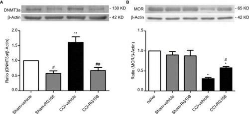 Figure 4 Effects of RG108 on the expression of DNMT3a and MOR in the spinal cord.