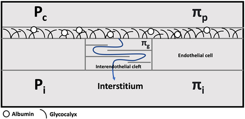 Figure 3 Interendothelial space and clefts. The revised model of the Starling Principle proposes the glycocalyx as a major determinant in the maintenance of the Δπ in the face of changes in Pc. The arrow indicates the path of flow of solvent and solutes through the interendothelial cleft.