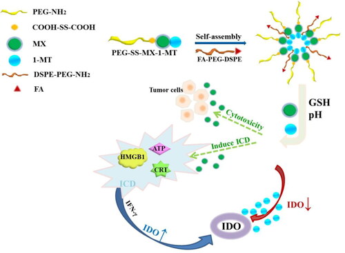 Figure 1. Schematic structure of PEG-SS-MX-1-MT/FA and drug effect under the tumor microenvironment.