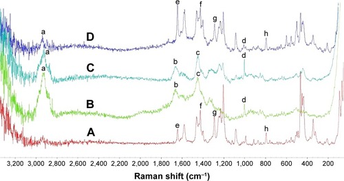 Figure 4 Raman spectra of (A) DOX, (B) BSA-V-NPs, (C) DOX-BSA-V-NPs, and (D) mixture of DOX and BSA-V-NPs.Notes: a, protein band; b, C=O stretching vibrations; c, CH2 bending vibrations; d, ring stretching in the substituted phenyl rings; e and g, amido bands, C=O and C–N stretching vibrations; f, C–N stretching vibrations; h, bending vibrations in substituted phenyl rings.Abbreviations: BSA, bovine serum albumin; DOX, doxorubicin; NPs, nanoparticles; V, vanillin.